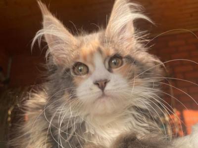 Cici Polydactyl - Maine Coon - Gallery Photo #1