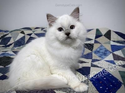 Dobby - Ragdoll - Gallery Photo #1