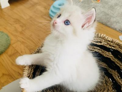 Franklin - Ragdoll - Gallery Photo #1