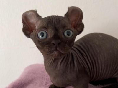 Dwelf Sphynx Bambino Boy And Girls - Bambino - Gallery Photo #1