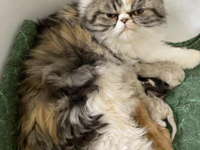 CFA Registered Persian Kittens - Persian - Gallery Photo #1