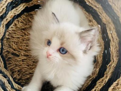 Seraphina - Ragdoll - Gallery Photo #1