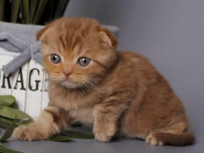 Ulan - Scottish Fold - Gallery Photo #1