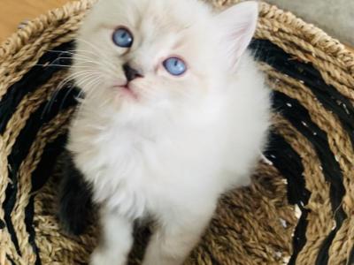 Caspian - Ragdoll - Gallery Photo #1