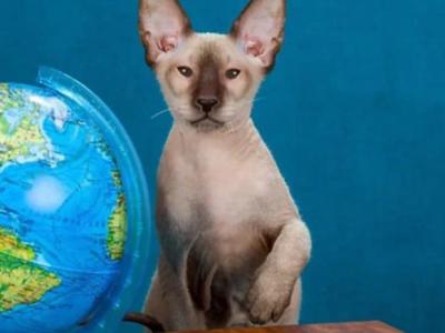 Alidel Ethel - Peterbald - Gallery Photo #1