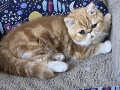 Exotic Shorthair Male Red White Kitten One Kitten - Exotic - Gallery Photo #1