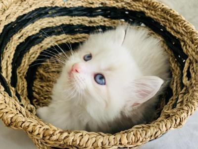 Aslan - Ragdoll - Gallery Photo #1