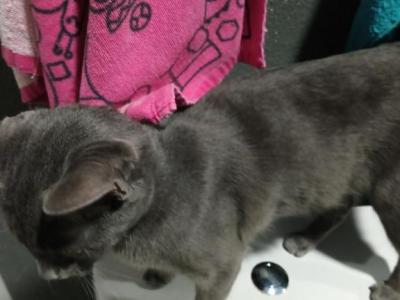 Stripes - Russian Blue - Gallery Photo #1