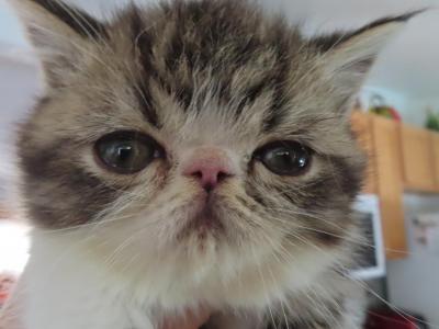 Persian Male Black Tabby Kitten - Persian - Gallery Photo #1