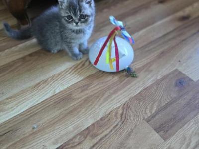 Exotic Shorthair Male Blue Kitten Kitten - Exotic - Gallery Photo #1