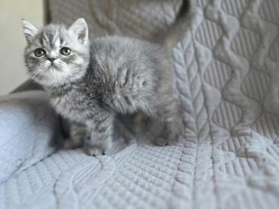 Persian Male Blue Kitten - Persian - Gallery Photo #1