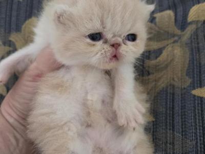 Exotic Shorthair Female Cream White Kitten - Exotic - Gallery Photo #1