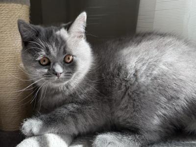 Flinn - British Shorthair - Gallery Photo #1