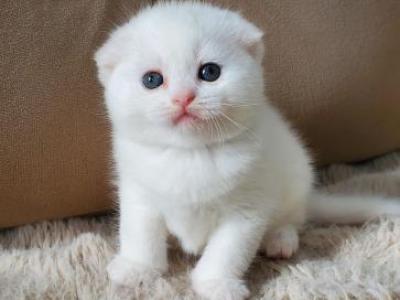 Mia - Scottish Fold - Gallery Photo #1