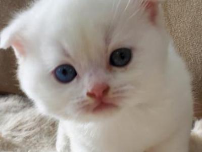 Snow - Scottish Fold - Gallery Photo #1