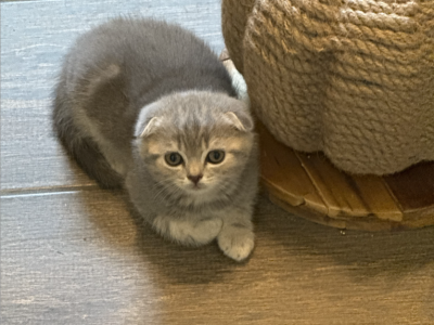 Female Scottish Fold - Scottish Fold - Gallery Photo #1