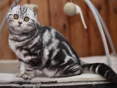 Judy Scottish Fold Female Black Silver Tabby - Scottish Fold - Gallery Photo #1