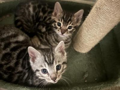 Sassys Litter - Bengal - Gallery Photo #1