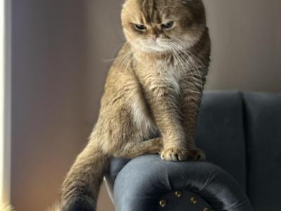 Chupa - Scottish Fold - Gallery Photo #1