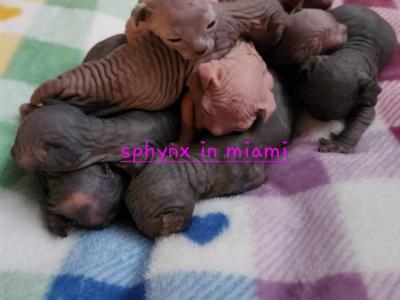 IG SPHYNX IN MIAMI - Sphynx - Gallery Photo #1