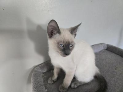 Kix - Siamese - Gallery Photo #1