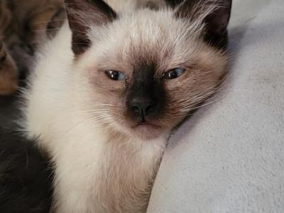 Kittens Siamese - Siamese - Gallery Photo #1