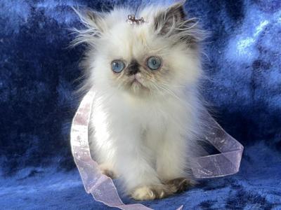 Persian Himalayan Kitten Female - Persian - Gallery Photo #1