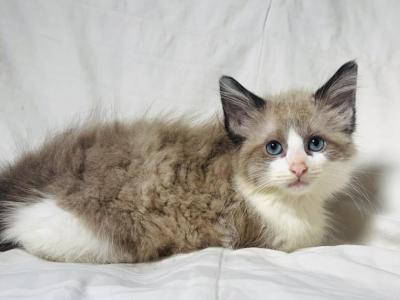 Ragdoll Kitten - Ragdoll - Gallery Photo #1