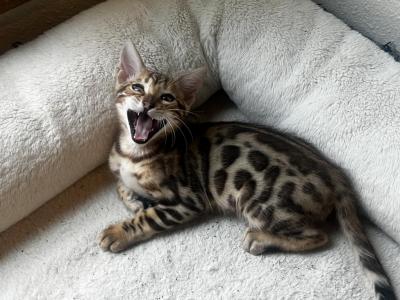 Jewels Kittens - Bengal - Gallery Photo #1