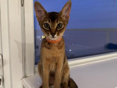 Kitten C4 - Abyssinian - Gallery Photo #1