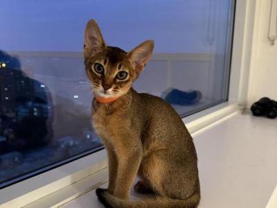 Kitten C4 - Abyssinian - Gallery Photo #1