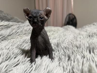 Black Elf - Sphynx - Gallery Photo #1