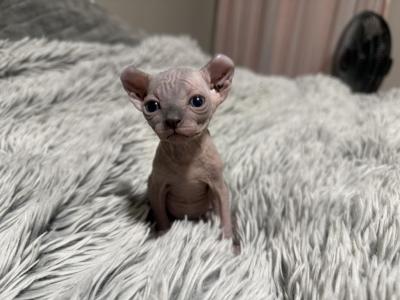 Seal Point Elf - Sphynx - Gallery Photo #1