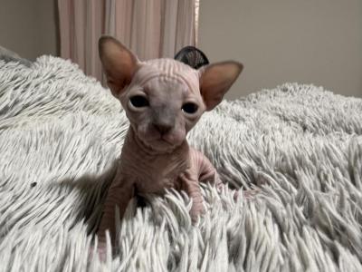 Seal Point Female - Sphynx - Gallery Photo #1