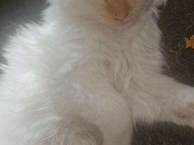 Flame Point Siamese Long Hair - Balinese - Gallery Photo #1