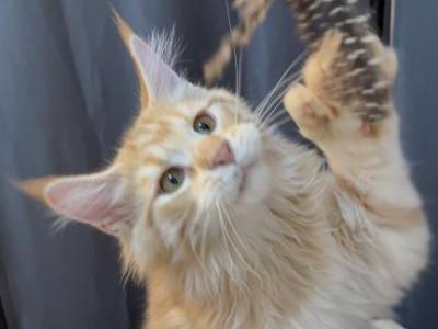 Apetr  Polydactyl - Maine Coon - Gallery Photo #1