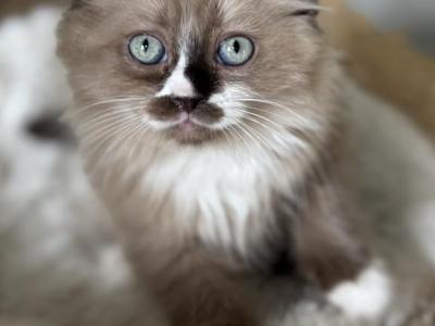 Moose - Ragdoll - Gallery Photo #1