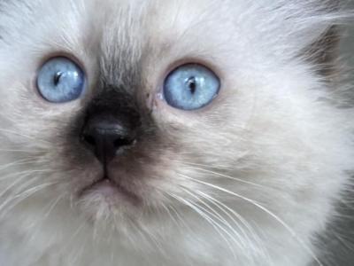 Cotton - Ragdoll - Gallery Photo #1