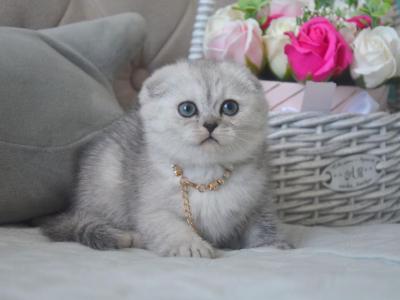 Silver Chinchilla Dinah - Scottish Fold - Gallery Photo #1