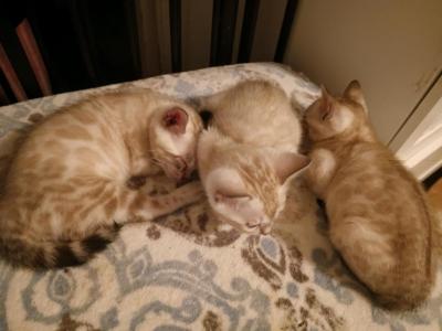 Olaf's Babies - Bengal - Gallery Photo #1