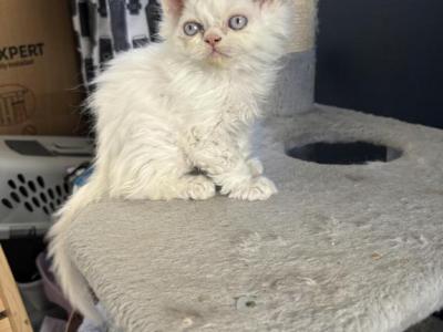 Mowgli Male White Curly Selkirk Rex - Selkirk Rex - Gallery Photo #1