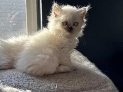 June Female Color Point Grey Selkirk Rex - Selkirk Rex - Gallery Photo #1