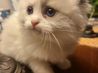 Missy May's Sugar Pies - Ragdoll - Gallery Photo #1