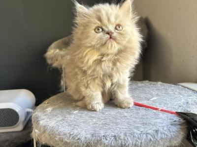 Nala Female Lilac Selkirk Rex - Selkirk Rex - Gallery Photo #1