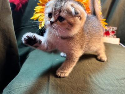 Andorra - Scottish Fold - Gallery Photo #1