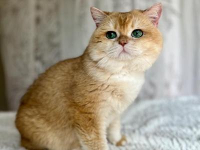 Amur Purebred 4 Years Old Cat - British Shorthair - Gallery Photo #1