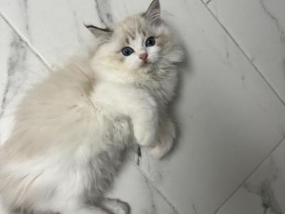 Macchiato - Ragdoll - Gallery Photo #1