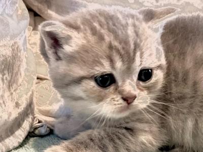 Yingling Girl British Shorthair - British Shorthair - Gallery Photo #1