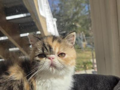 Persian Female Calico Kitten - Persian - Gallery Photo #1