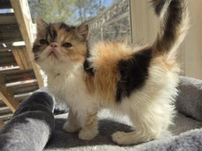 Persian Female Calico Kitten - Persian - Gallery Photo #1